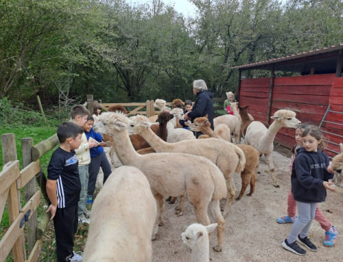Visitamos la granja de alpacas de ‘La tierruca’